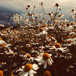 Les Fleurs
