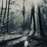 A Forest