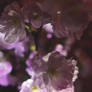 Cherry Blossom