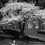 Cherry Blossom Girl