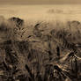Have You in my Wilderness