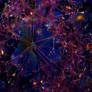 Galaxies