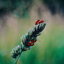 Streams of Love