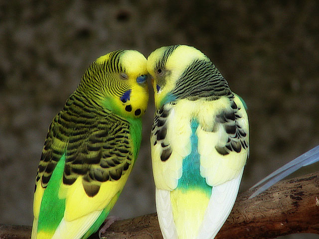 Love Birds