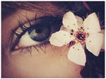 Cherry Blossoms by mollytappedthis