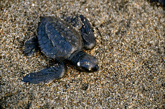 baby sea turtle