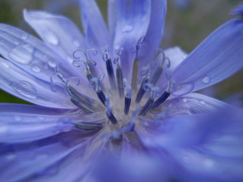 One blue plain flower - 2