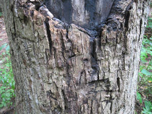 micara75 hobbyist photographer