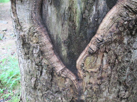 micara75 hobbyist photographer