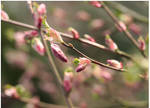 pink im Fruehling 2 by Lokipan