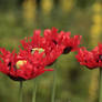 strubbeliger Mohn