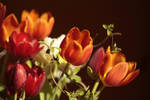 Einige Tulpen by Lokipan
