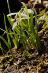 Fruehling 1 by Lokipan
