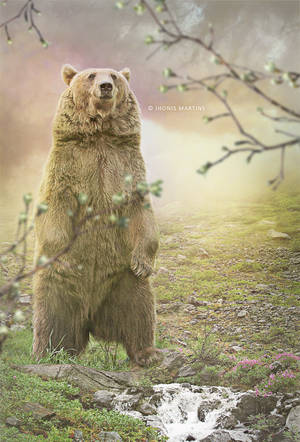 Calm bear by jhonismartins