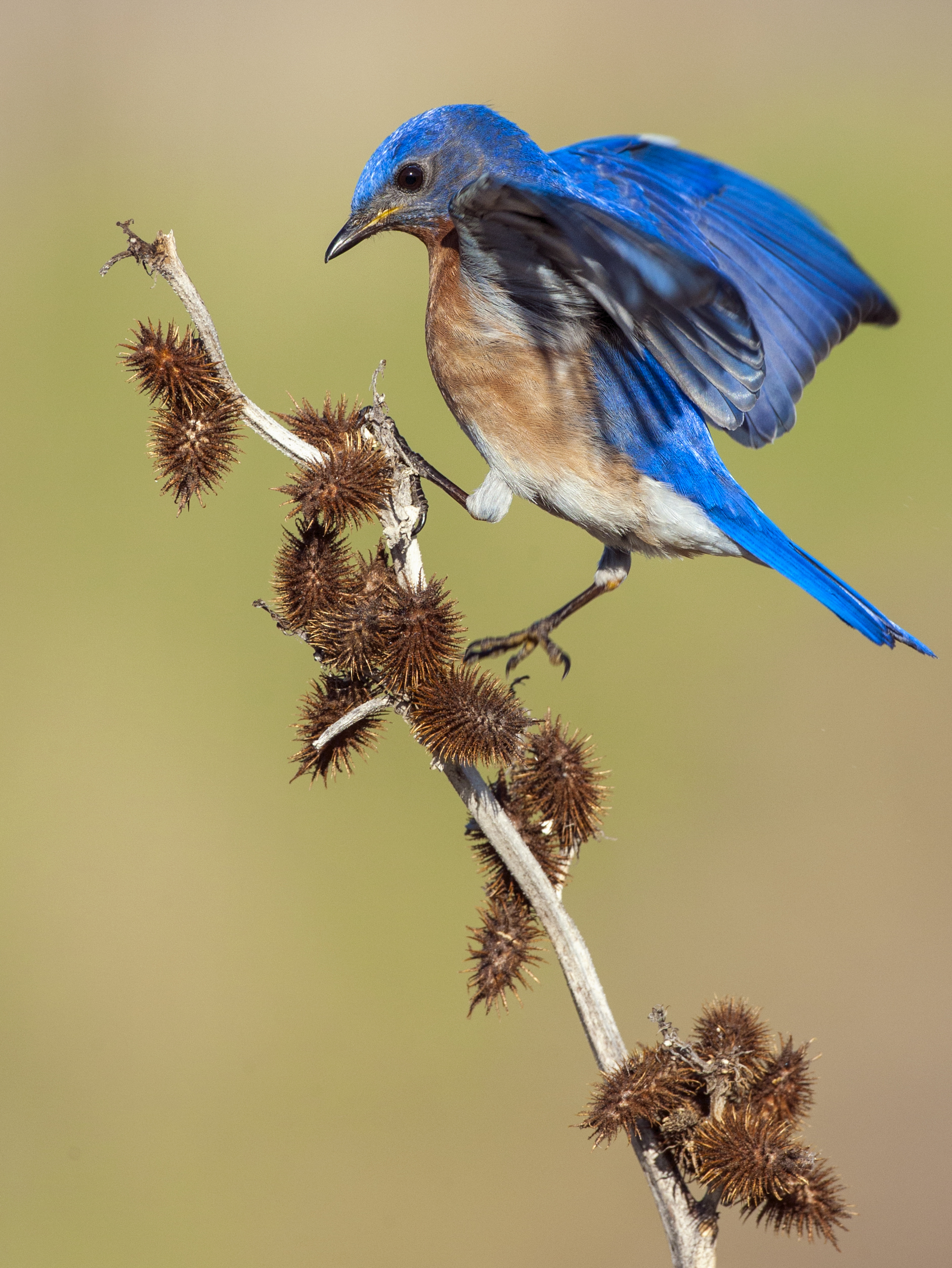 Eastern Bluebird