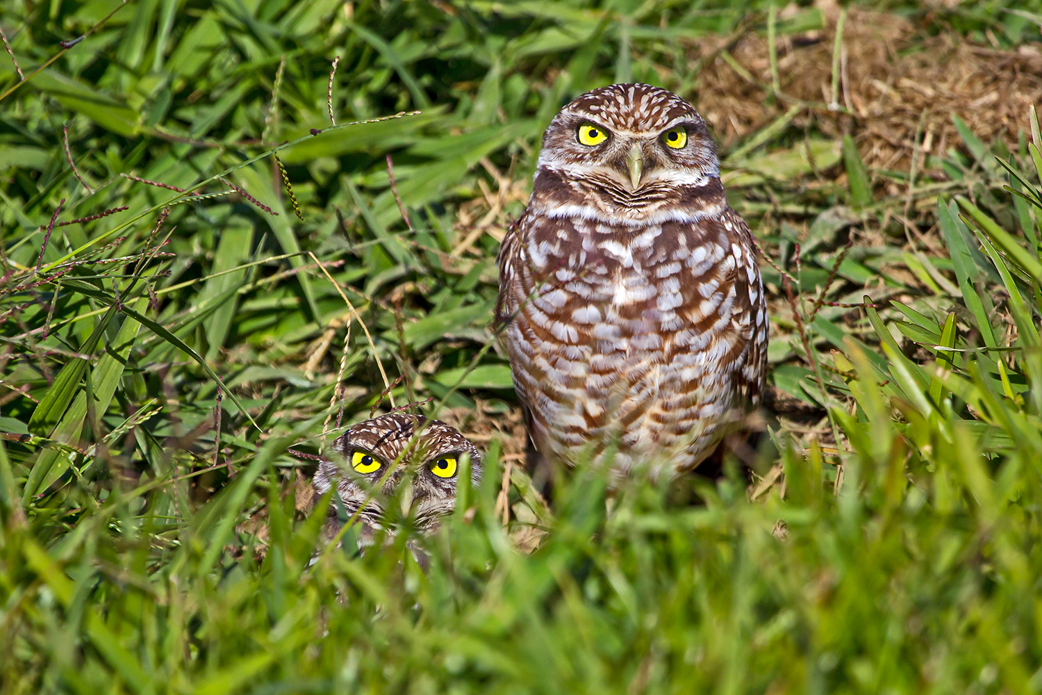 Burrowing Owls