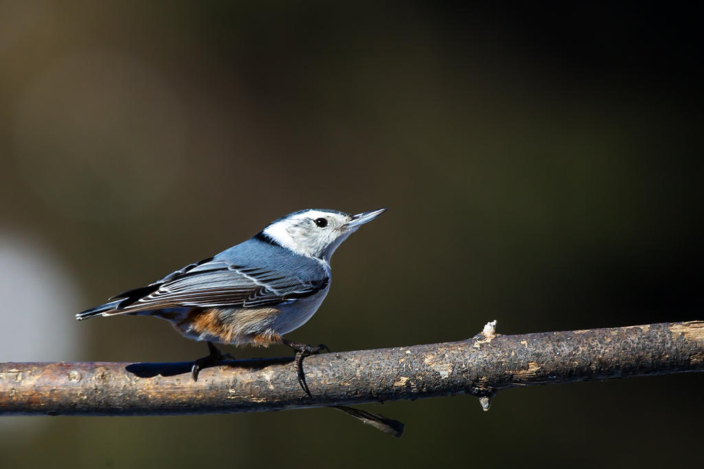 White-breasted Nuthatch