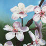 Cherry blossom (oils)