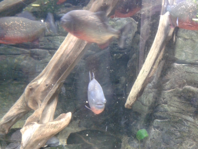 Piranhas