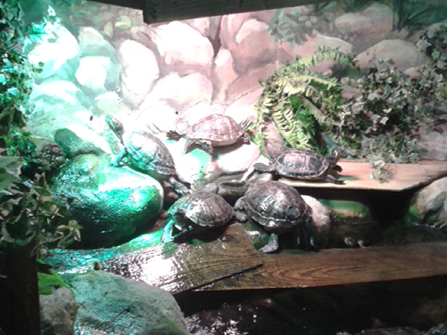 Turtles - 12/07/2014