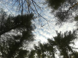 Forest and Sky