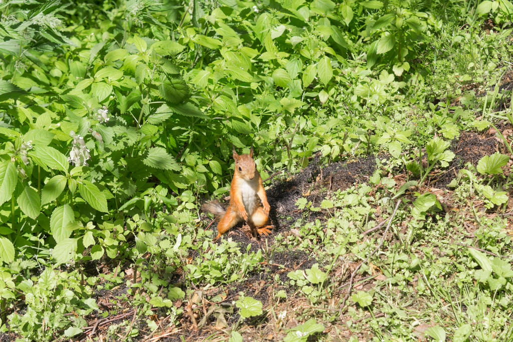 Squirrel in Tsaricino