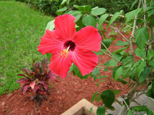 Hibiscus Flower