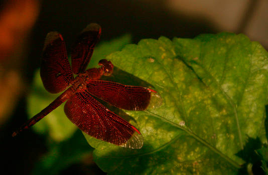 Dragonfly