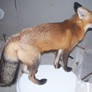 Fox flush