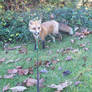 Leash - fox on grandma's lawn