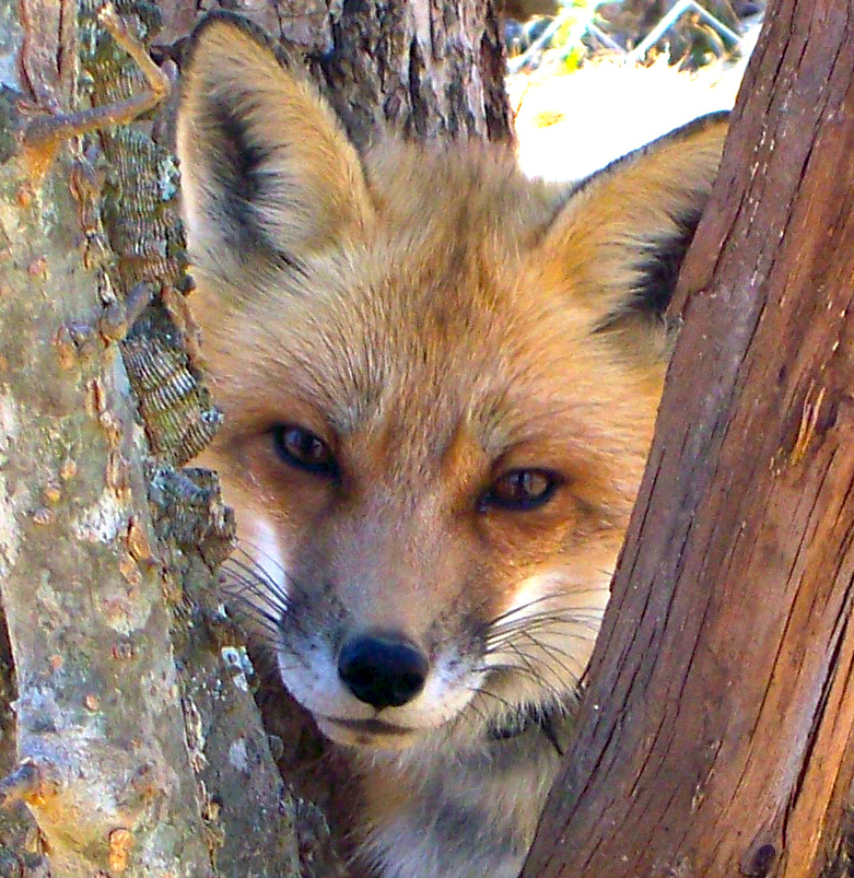 Tree scritchin' fox - Close Up