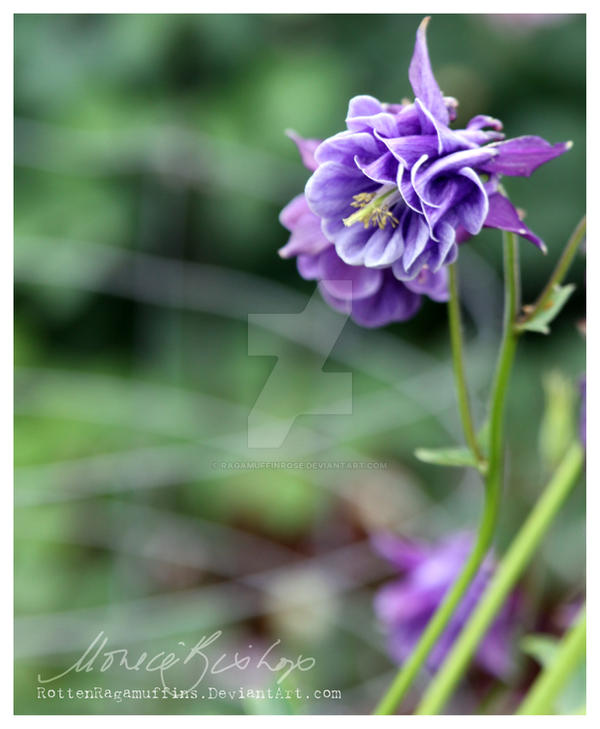 Columbine