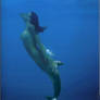 Dolphin morph