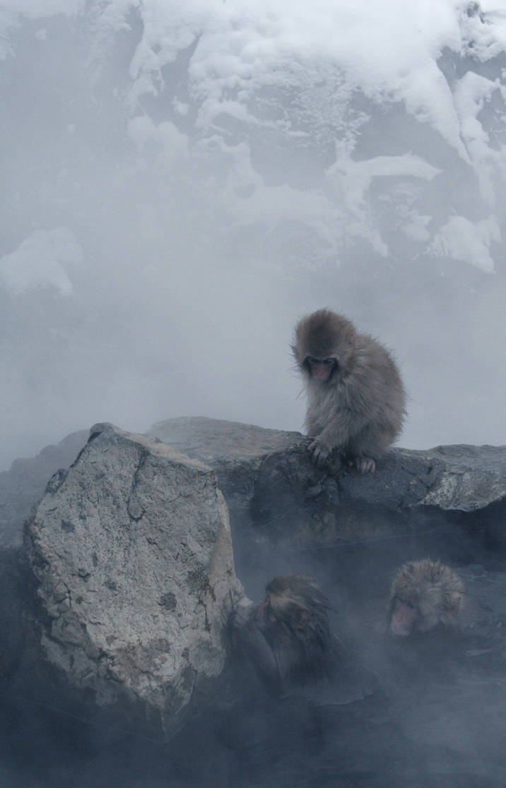 Mosterios Hot Spring Monkeys in hot spring by artz0u on DeviantArt