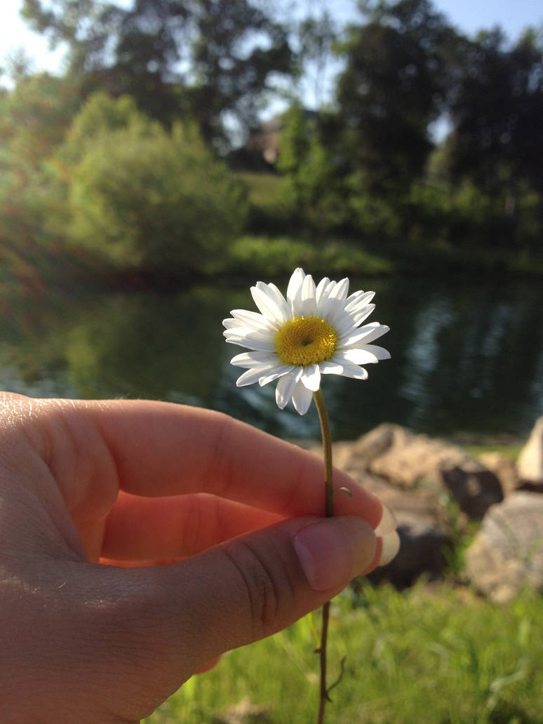 Delicate Daisy