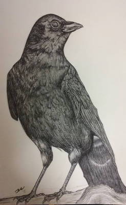 Ink Sketch--Crow