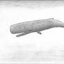 Sperm Whale Sketch (reupload)