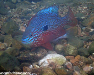 Sunfish Breeding