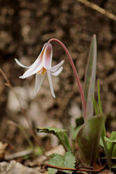 Trout Lily