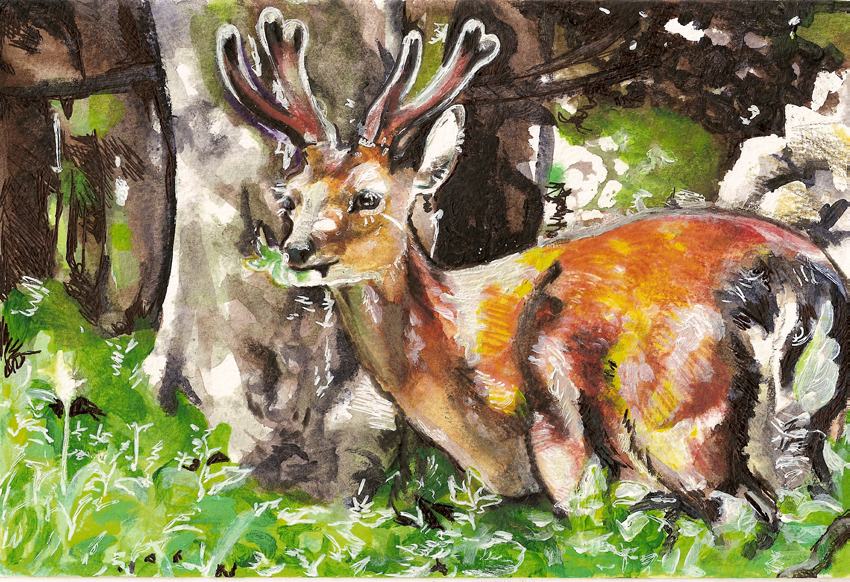 the young stag