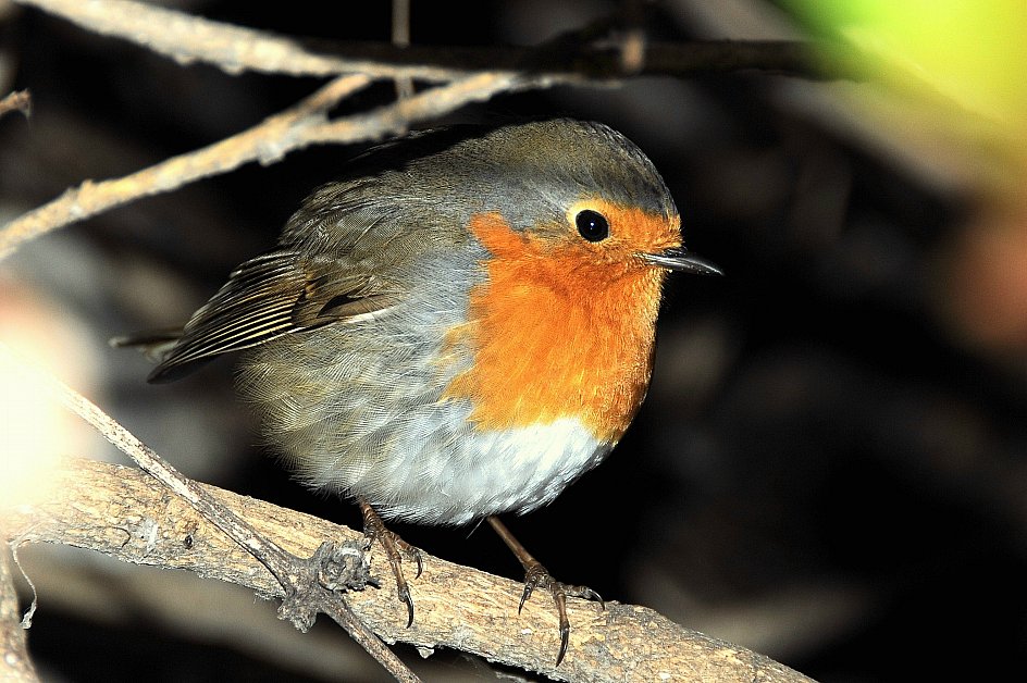 Erithacus rubecula