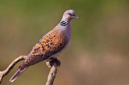 Turtle dove