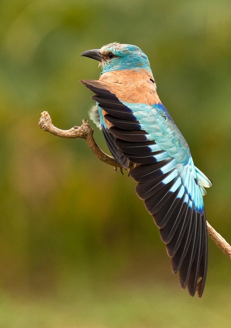 Morning Stretch