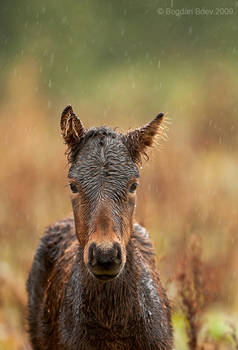 Under the rain