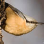 Nuthatch