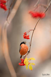 Autumn spirits