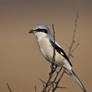 Great Grey Shrike