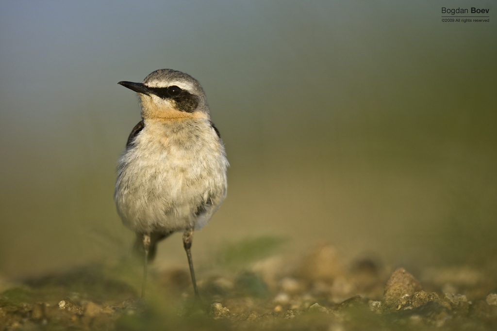 Northern Wheatear