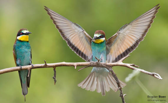 Bee Eaters