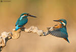 Kingfisher games by BogdanBoev